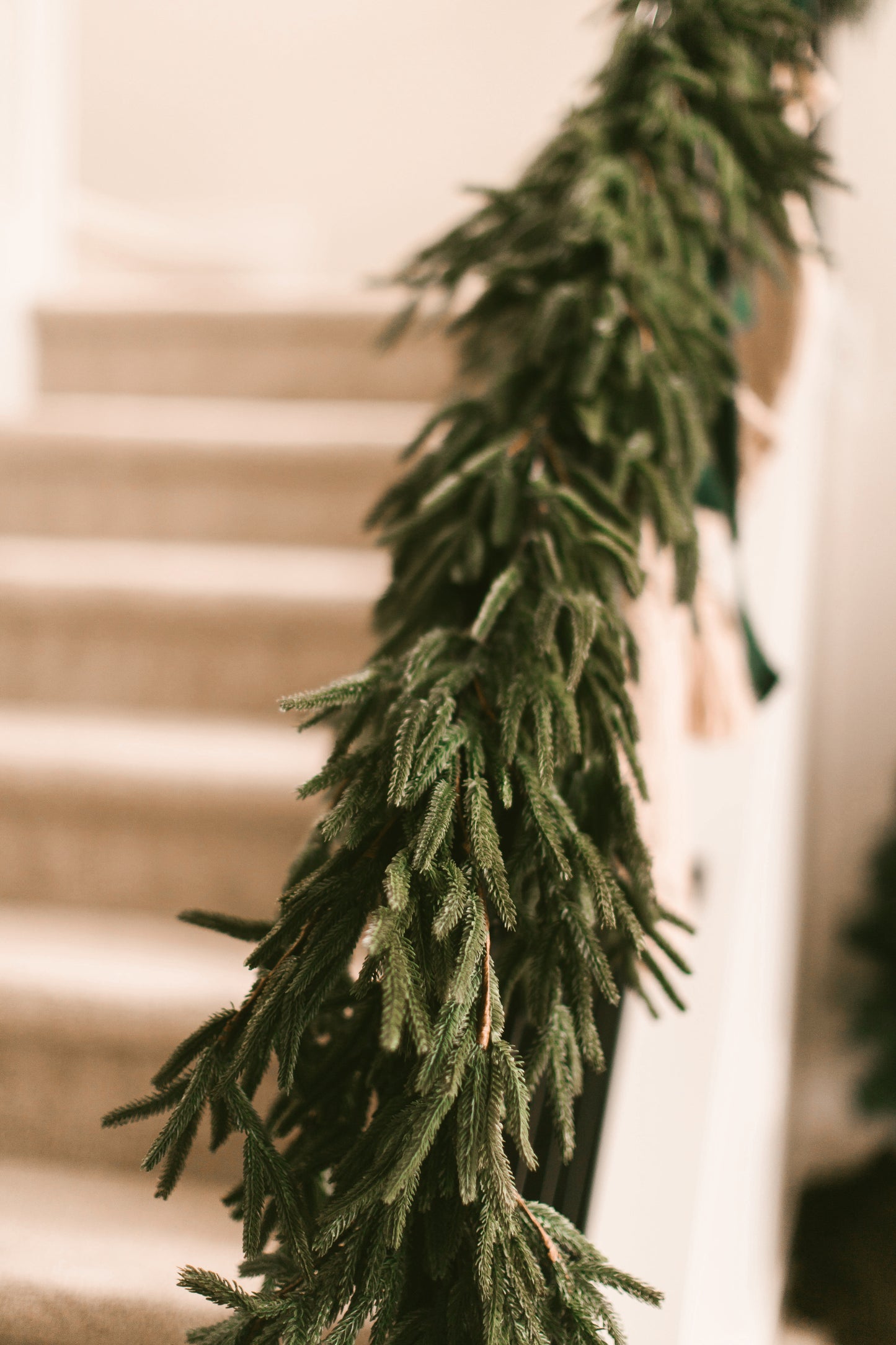 8 ft Real Touch Norfolk Pine Garland